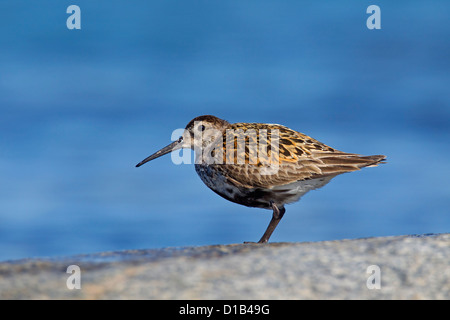 Alpenstrandläufer (Calidris Alpina) in der Zucht Gefieder auf Felsen entlang der Küste Stockfoto