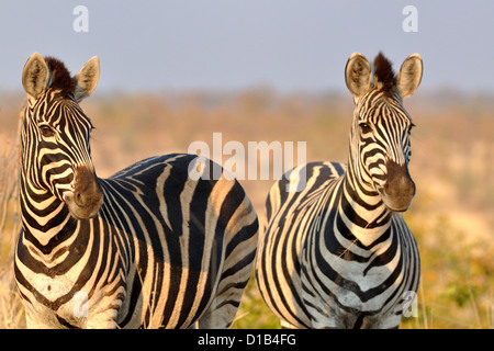 Burchell Zebras, Equus Burchelli, Krüger Nationalpark, Südafrika Stockfoto