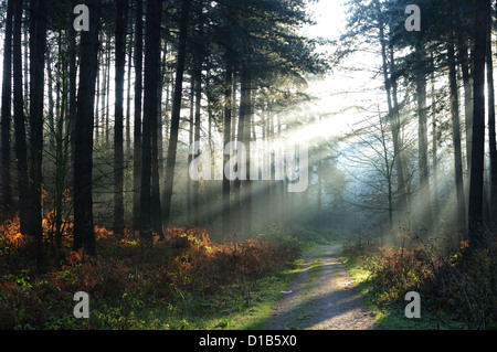 Sherwood Forest,Nottinghamshire.Winter Sonnenlicht durchbricht Kiefern. Stockfoto