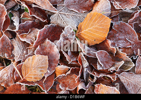 Gefrorene Buche Blätter im Herbst Stockfoto