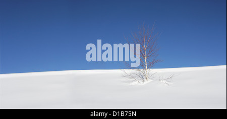 Einsame Birke im Schnee mit einem Hintergrund des blauen Himmels Stockfoto