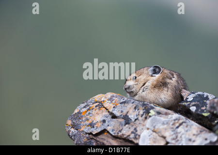 Amerikanische Pika thront auf einem Felsvorsprung Geröll. Stockfoto