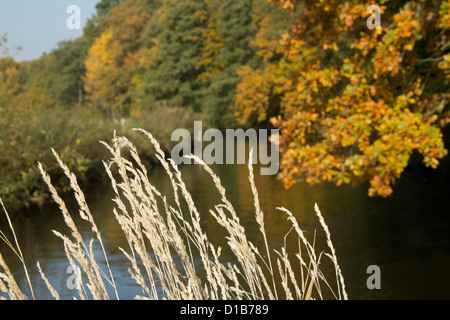 Herbst Eindruck, Ilmenau River in der Nähe von Deutsch Evern, Niedersachsen, Deutschland Stockfoto