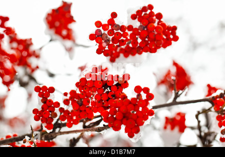 Gefrorene rote Ebereschenbeere Zweige unter dem Schnee im winter Stockfoto