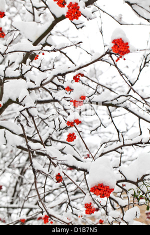 Unter Schnee Winter Ebereschenbeere Äste Stockfoto