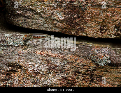 Madagaskar geringelt Eidechse oder Madagaskar vernickelt Eidechse, Zonosaurus Madagascariensis, Gerrhosauridae, Squamata, Reptilia. Stockfoto