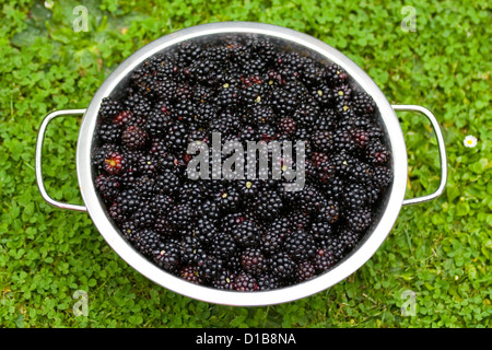 Pattensen, Deutschland, Brombeeren gepflückt, in einem schwarzen Topf Stockfoto