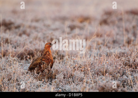 Moorschneehuhn (Lagopus Lagopus Scotica) männlich unter Frost bedeckt Heidekraut und fangen die ersten warmen Licht des Tages Stockfoto