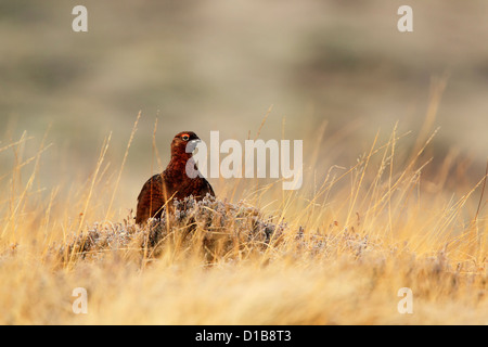 Moorschneehuhn (Lagopus Lagopus Scotica) Mann auf ein Büschel von Frost bedeckt heather Stockfoto