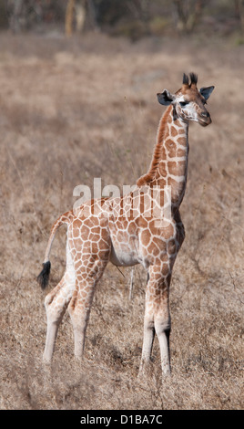 Rothschild Giraffe baby stehend in Ebenen Stockfoto