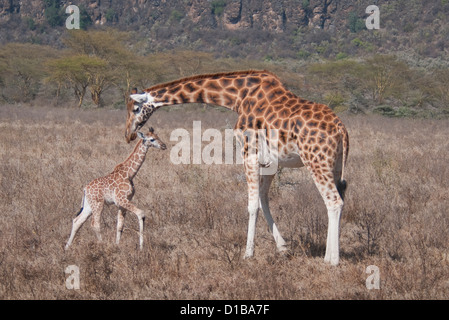 Rothschild Giraffe Baby Mutter gehen Stockfoto