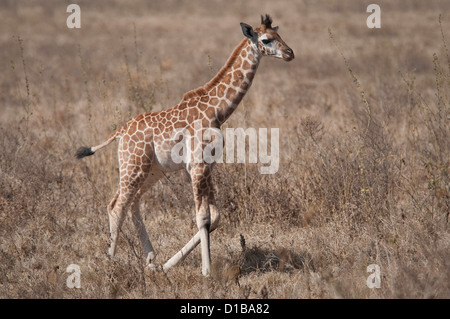 Rothschild Giraffe Baby Wandern im Flachland Stockfoto