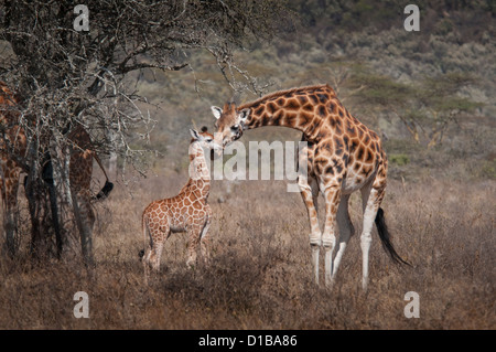 Rothschild Giraffen und baby Stockfoto