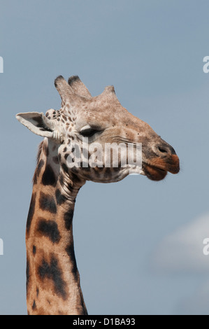 Rothschild Giraffen-Kopfschuss Stockfoto