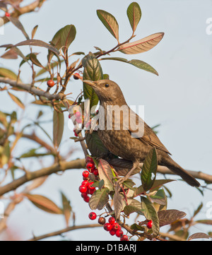 WEIBLICHE AMSEL, TURDUS MERULA GEHOCKT ZWERGMISPEL BEEREN. WINTER. UK Stockfoto