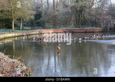 Enten stehen auf vereisten See in Solihull Brueton Park während der kalten Winterwetter in frost Stockfoto