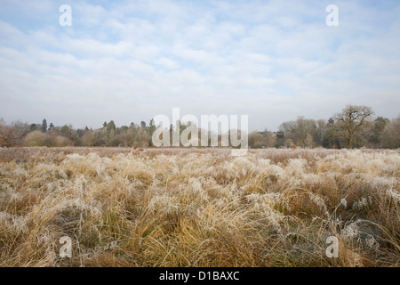 Solihull Nature Reserve hinter Brueton und Malvern Parks in Solihull West Midlands im Winterfrost und Kälteeinbruch Stockfoto