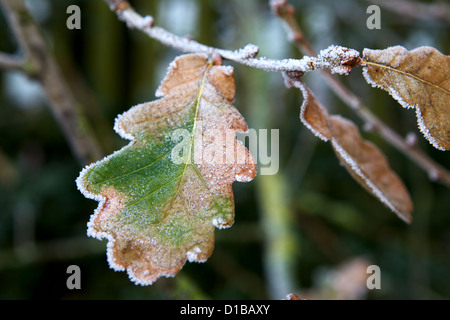 Nahaufnahme von Eichenlaub hängen am Baum im Winterfrost an einem kalten Morgen mit Eis bedeckt Stockfoto