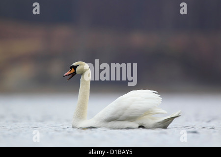 Höckerschwan (Cygnus Olor) mit Schnabel öffnen schwimmen auf Loch Insh in der Cairngorm National Park, Schottland Stockfoto