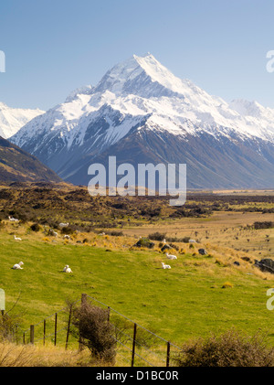 Eine Ikone Blick auf Neuseeland - Schafe auf der Weide und Aoraki/Mt. Cook im Hintergrund. aoraki ist nz höchste Berg Stockfoto