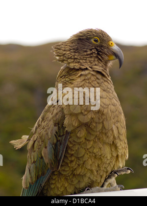 Kea (Nestor notabilis) auf einem Auto sitzen an der Arthur's Pass, Neuseeland Stockfoto