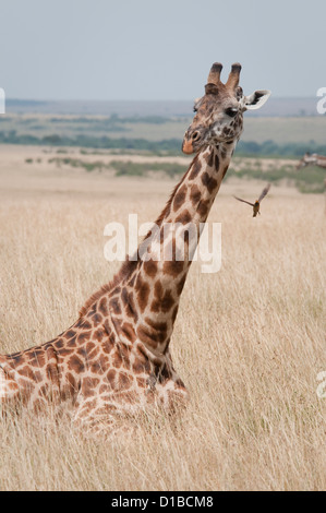 Masai-Giraffe im Gräser liegen Stockfoto