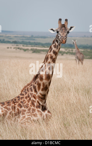 Masai-Giraffe im Gräser liegen Stockfoto