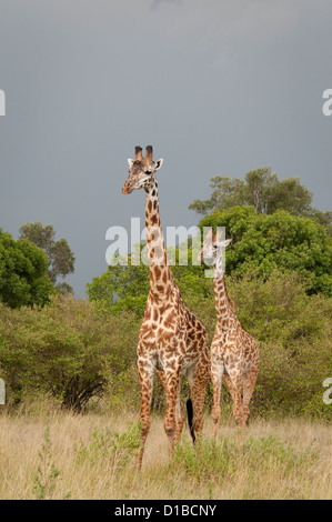 Zwei Masai-Giraffen vor Waldgebiet Stockfoto