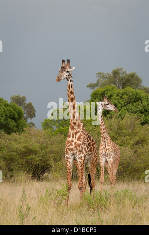 Zwei Masai-Giraffen vor Waldgebiet Stockfoto