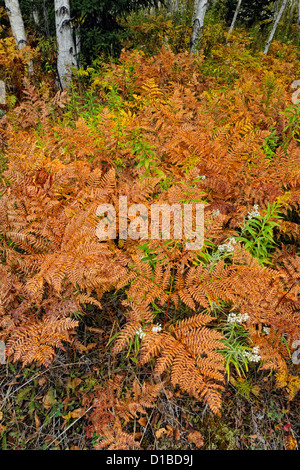 Adlerfarnfarne und Wildblumen im Unterwuchs von einer Birke Waldstück, Greater Sudbury, Ontario, Kanada Stockfoto