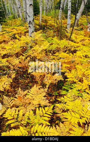 Adlerfarnfarne im Unterwuchs von einer Birke Waldstück, Greater Sudbury, Ontario, Kanada Stockfoto
