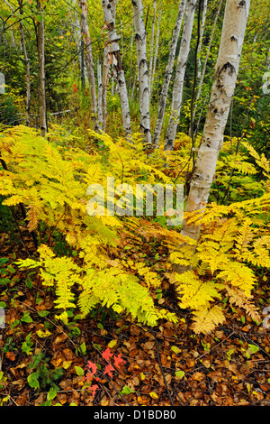 Adlerfarnfarne im Unterwuchs von einer Birke Waldstück, Greater Sudbury, Ontario, Kanada Stockfoto