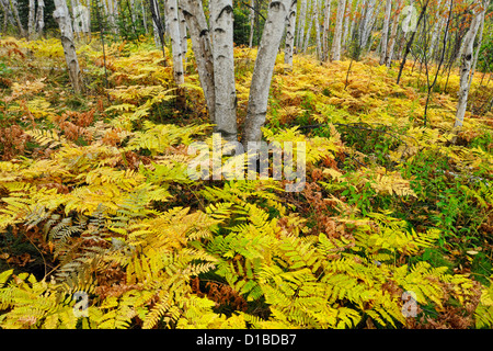 Adlerfarnfarne im Unterwuchs von einer Birke Waldstück, Greater Sudbury, Ontario, Kanada Stockfoto