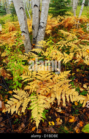 Adlerfarnfarne im Unterwuchs von einer Birke Waldstück, Greater Sudbury, Ontario, Kanada Stockfoto