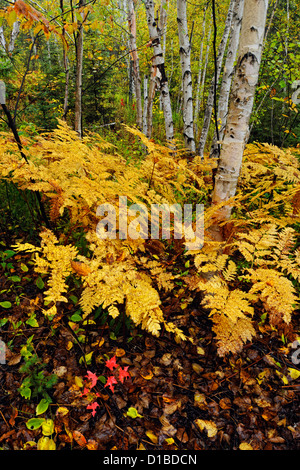 Adlerfarnfarne im Unterwuchs von einer Birke Waldstück, Greater Sudbury, Ontario, Kanada Stockfoto