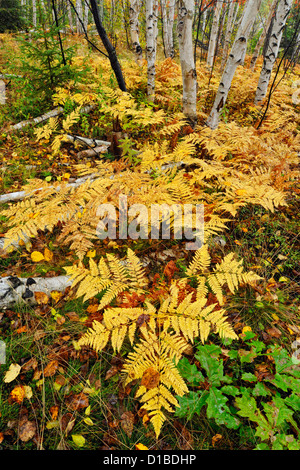 Adlerfarnfarne im Unterwuchs von einer Birke Waldstück, Greater Sudbury, Ontario, Kanada Stockfoto