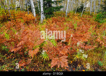 Adlerfarnfarne und Wildblumen im Unterwuchs von einer Birke Waldstück, Greater Sudbury, Ontario, Kanada Stockfoto