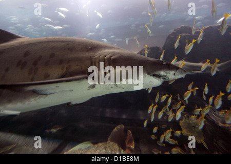 Dubai, Vereinigte Arabische Emirate, Dubai Aquarium Hai in der Dubai Mall Stockfoto