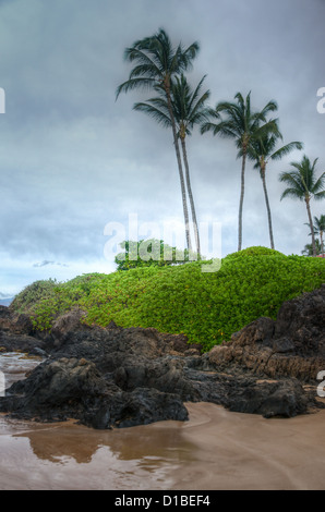 Maui Felsenküste mit langsam bewegende Wellen und Palmen im Hintergrund Stockfoto