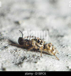 Springspinne mit Auffangschale Fliege Stockfoto