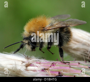 Detaillierte Makro Bild einer gemeinsamen Carder-Biene (Bombus Pascuorum), eine große Hummel Vielzahl gesehen hier posiert auf einer Distel Blume Stockfoto