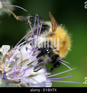 Detaillierte Makro Bild einer gemeinsamen Carder-Biene (Bombus Pascuorum), vielfältige große Hummel, Fütterung auf eine Phacelia Blume Stockfoto