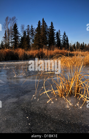 Frisches Eis auf einem Biber Teich im Spätherbst, Greater Sudbury, Ontario, Kanada Stockfoto