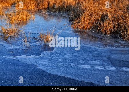 Frisches Eis auf einem Biber Teich im Spätherbst, Greater Sudbury, Ontario, Kanada Stockfoto