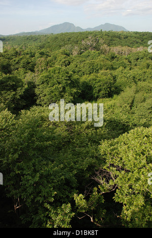 Vogel-Ansicht Regenwald, Nationalpark Barat, Taman Nasional Bali Barat, West Bali, Indonesien Stockfoto