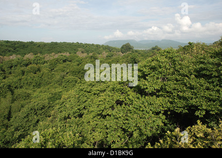 Vogelperspektive auf Baldachin Regenwald, Barat Nationalpark Taman Nasional Bali Barat, West Bali, Indonesien. Asien. Stockfoto