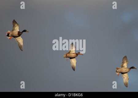 Stockente (Anas Platyrhynchus) Stockfoto