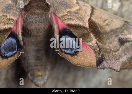 Eyed Hawk-Moth Smerinthus Ocellat ruht auf post Stockfoto