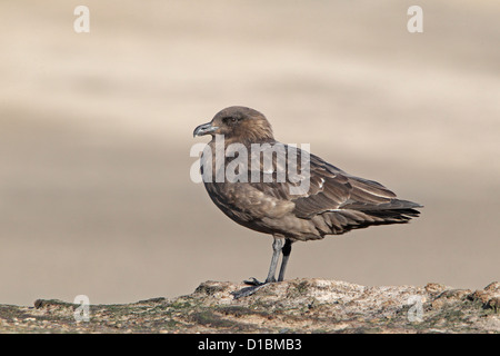 Falkland Brown Skua thront Stockfoto