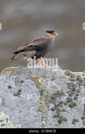 Crested oder Southern Caracara thront auf einem Felsen Flechten bedeckt Stockfoto